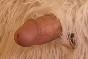 欧美亂伦7777777